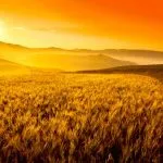 Collina toscana di campi di grano all'alba