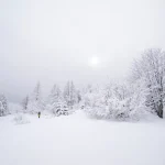 Ski mountaineering, ski touring among the snowy trees at high altitude